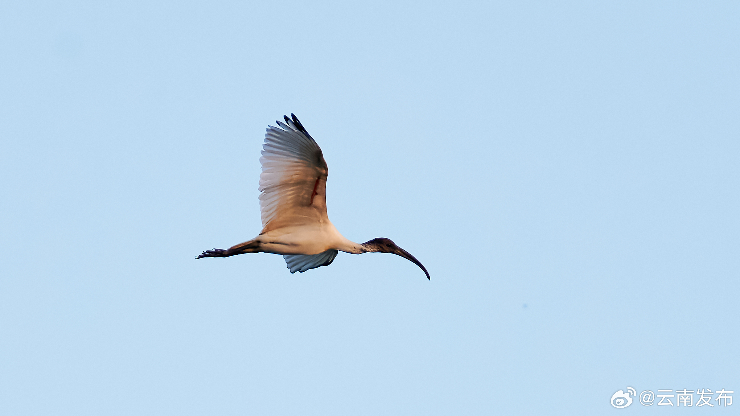 德宏首次发现国家一级重点保护野生动物黑头白鹮