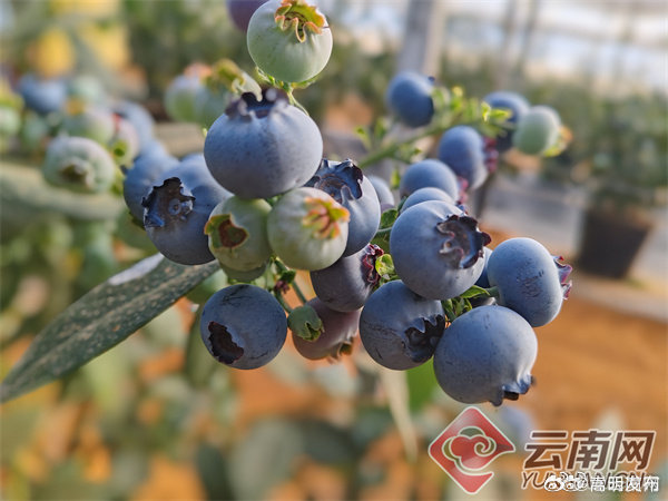 高质量发展大理行丨 蓝莓开采，蕴含千万产值