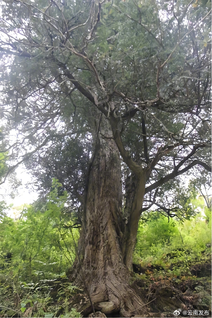 碧罗雪山发现云南最大榧树古树群落