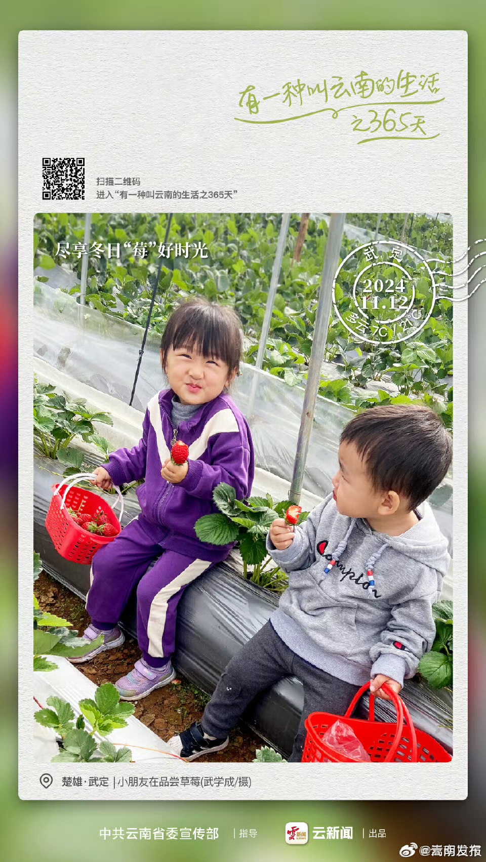 冬日的第一颗草莓，安排上了！——有一种叫云南的生活之365天