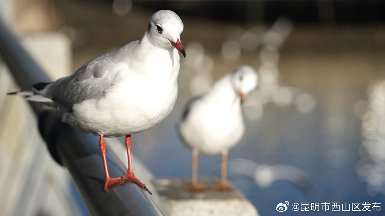 昆明市西山区发布