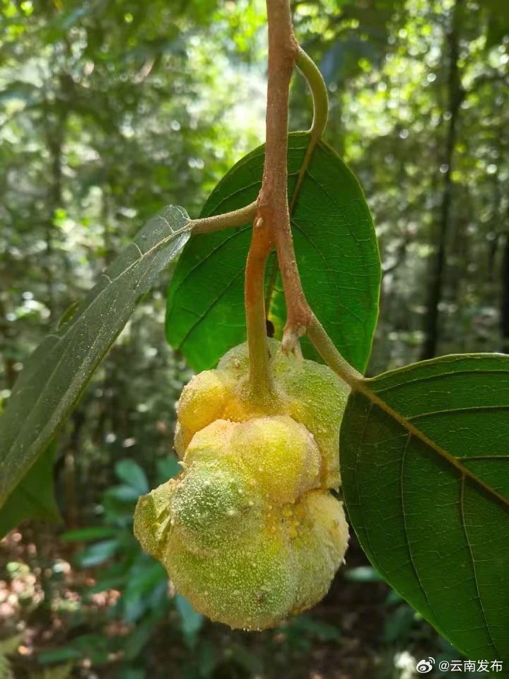文山老君山省级自然保护区首次发现濒危物种猴子瘿袋