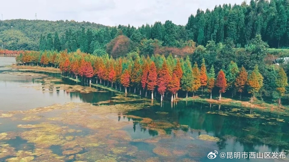 昆明市西山区发布