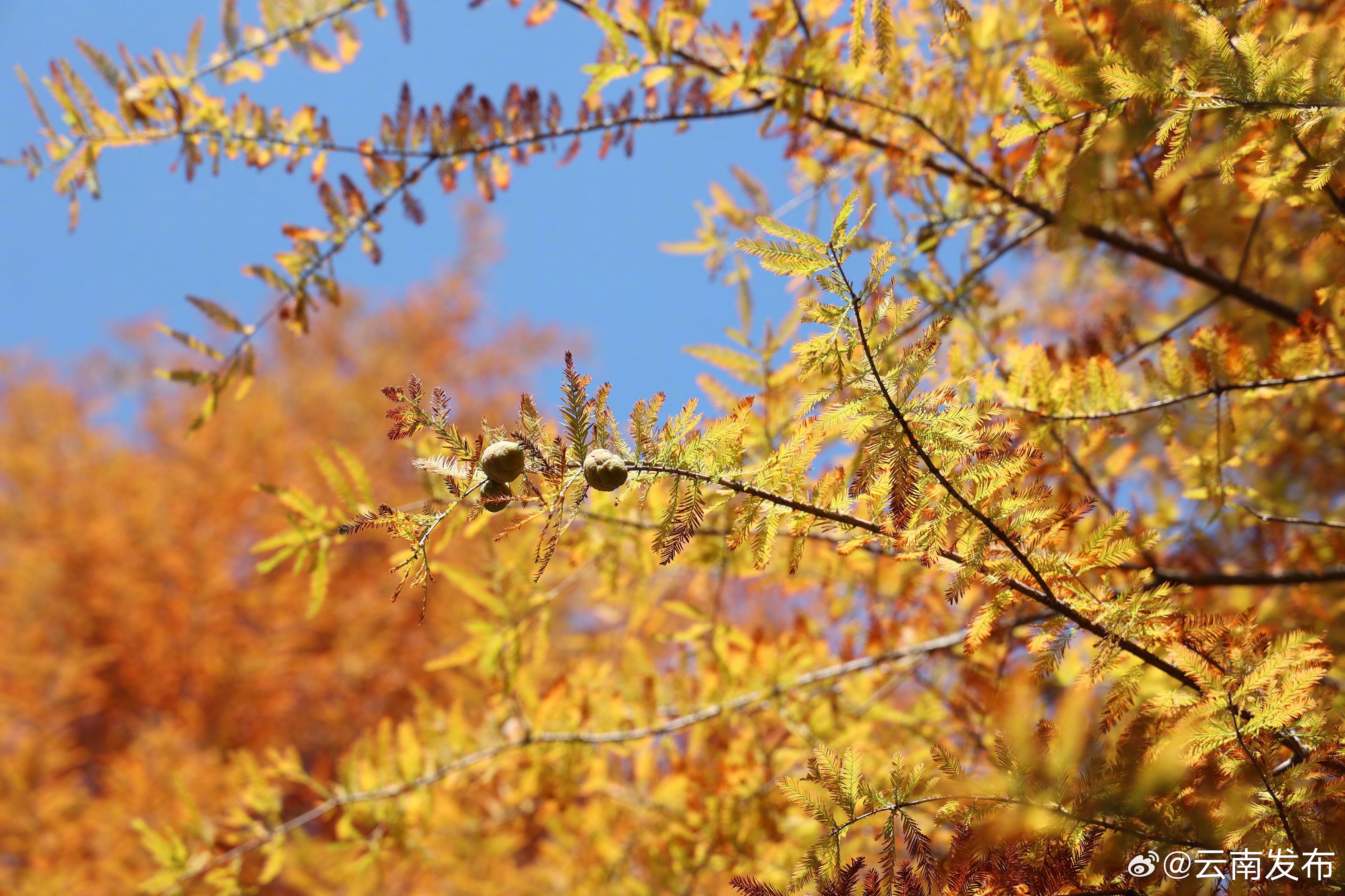 云南发布