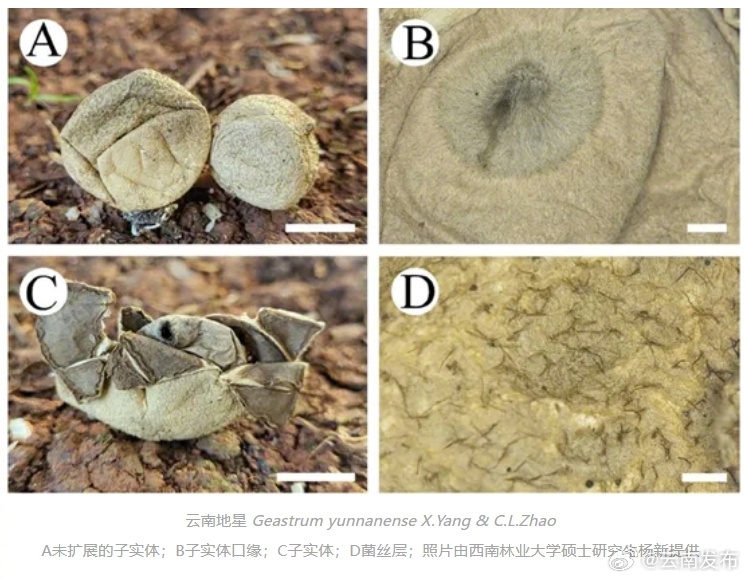 云南地星长啥样？