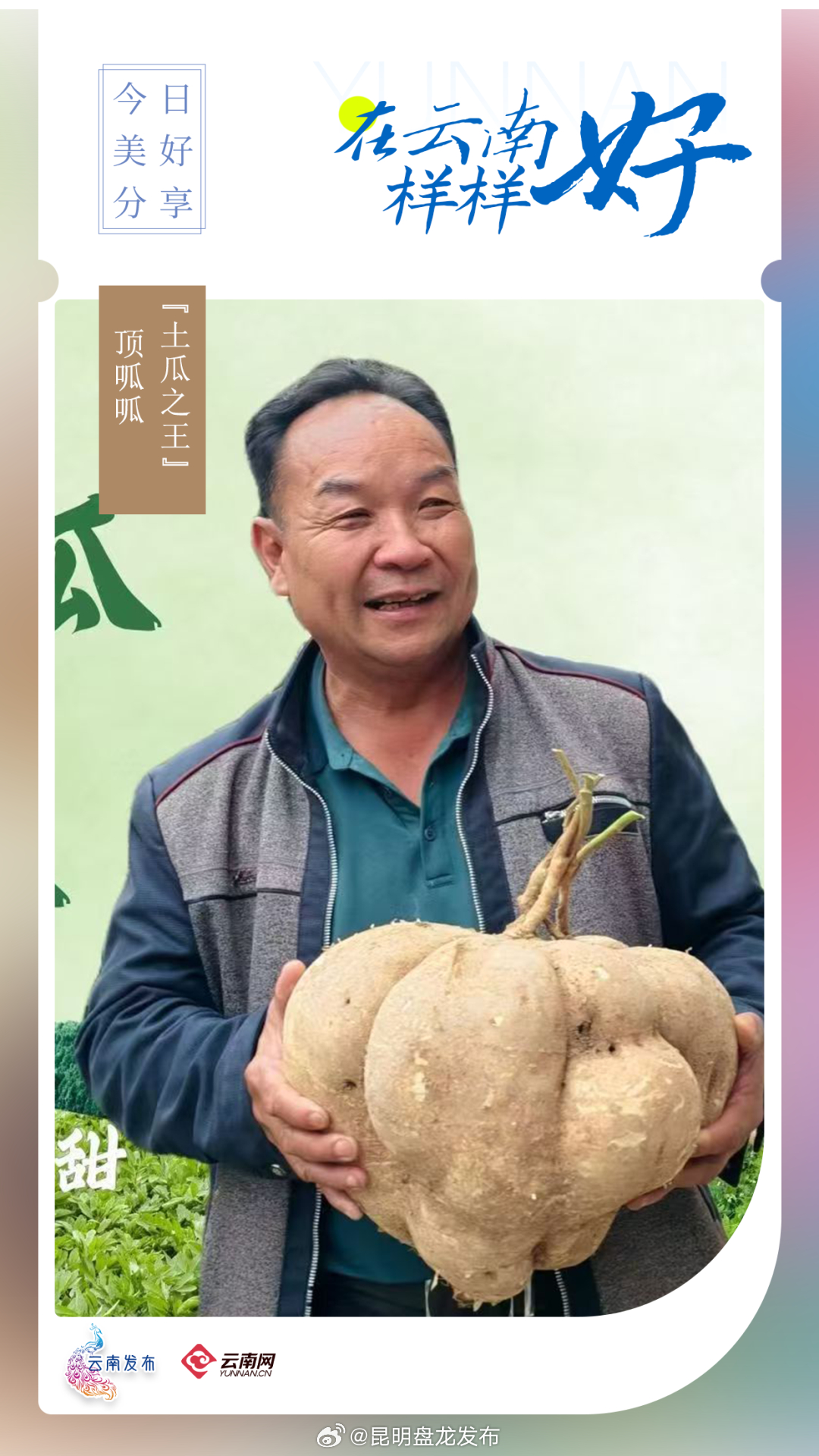 “土瓜之王”，顶呱呱！｜在云南样样好