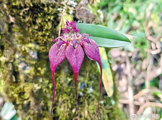 临沧镇康:美花卷瓣兰现身南捧河