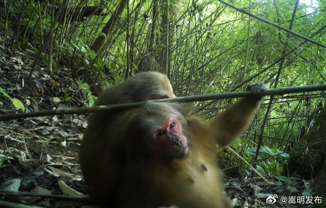 美好生活在云南｜龙陵：多点位拍到一大波短尾猴惬意生活画面