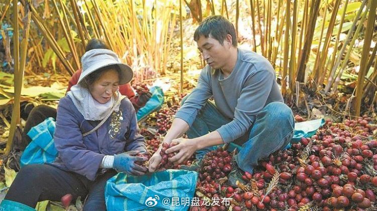 新时代 新征程 新伟业 | 盈江：草果喜丰收 农民笑开颜