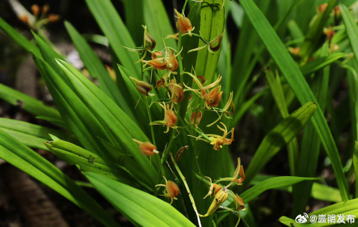 似羊耳又像蒜瓣！“蒜花”在云南龙陵山野娇艳绽放