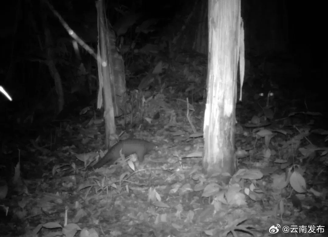 中华穿山甲现身西双版纳