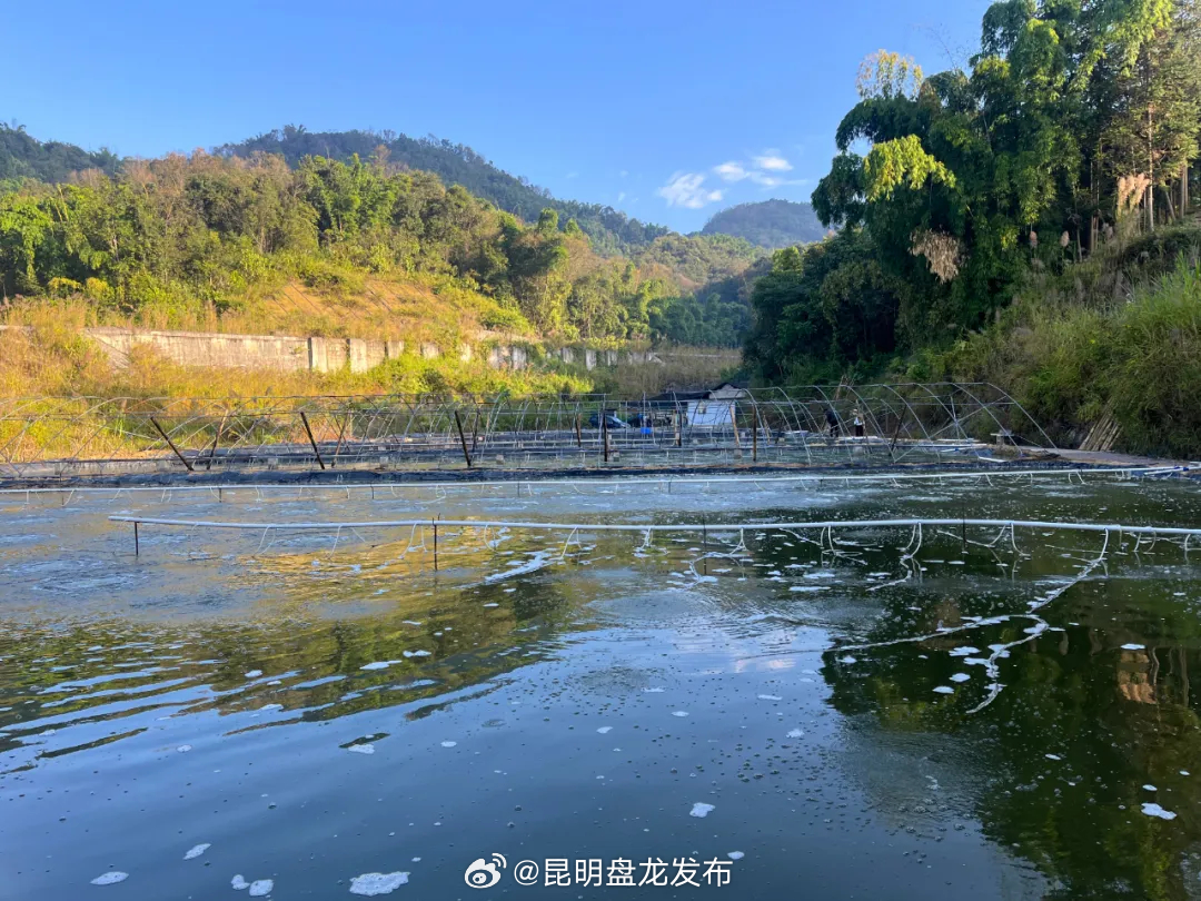 快来尝“鲜”！芒市淡水基围虾上市啦！