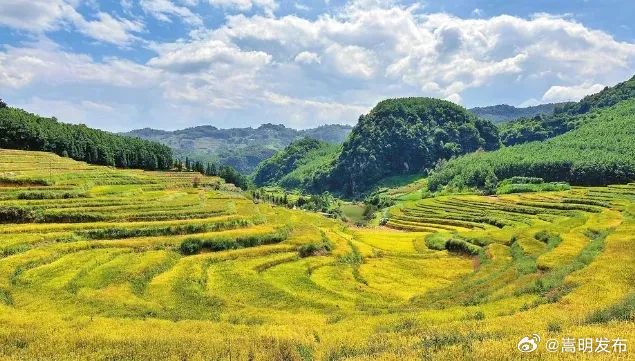 全年粮食有望再获丰收!云南粮食生产形势良好,秋粮收获已超八成