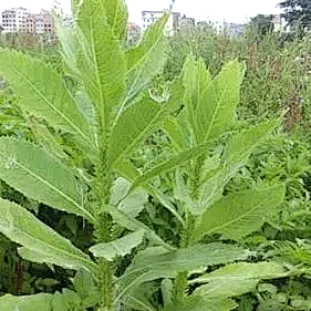 昆明市中医医院