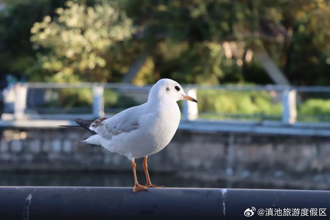 速收藏！4条“观鸥”免费公交专线开通，在春城一起“鸥”遇吧！