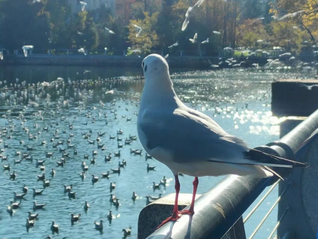 FM954汽车音乐广播