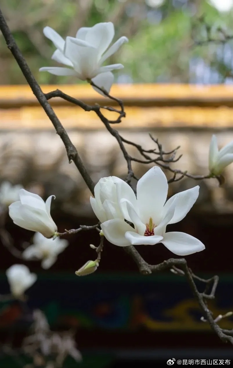 昆明市西山区发布