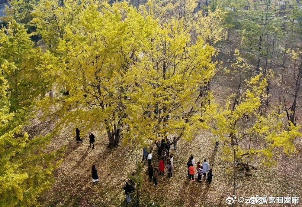 保山腾冲：江东银杏村旅游迎热潮