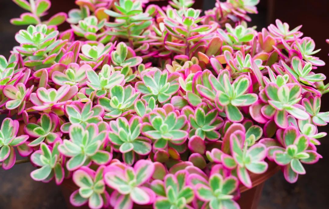 晋宁 诗意的栖居地