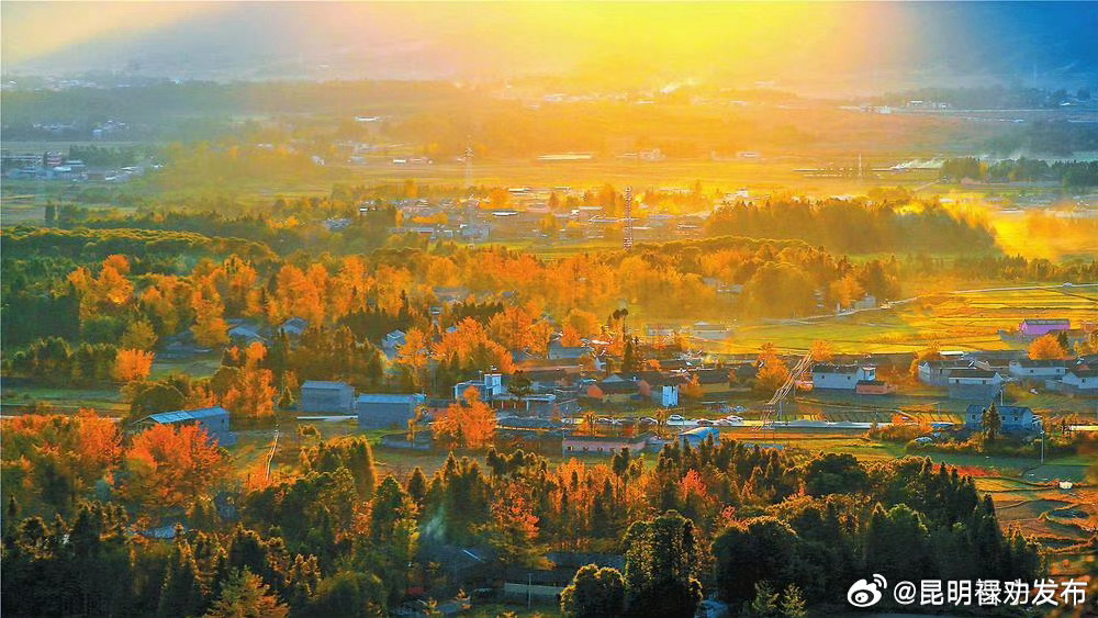 腾冲市固东镇江东银杏村：村在林中 树在家中 人在画中