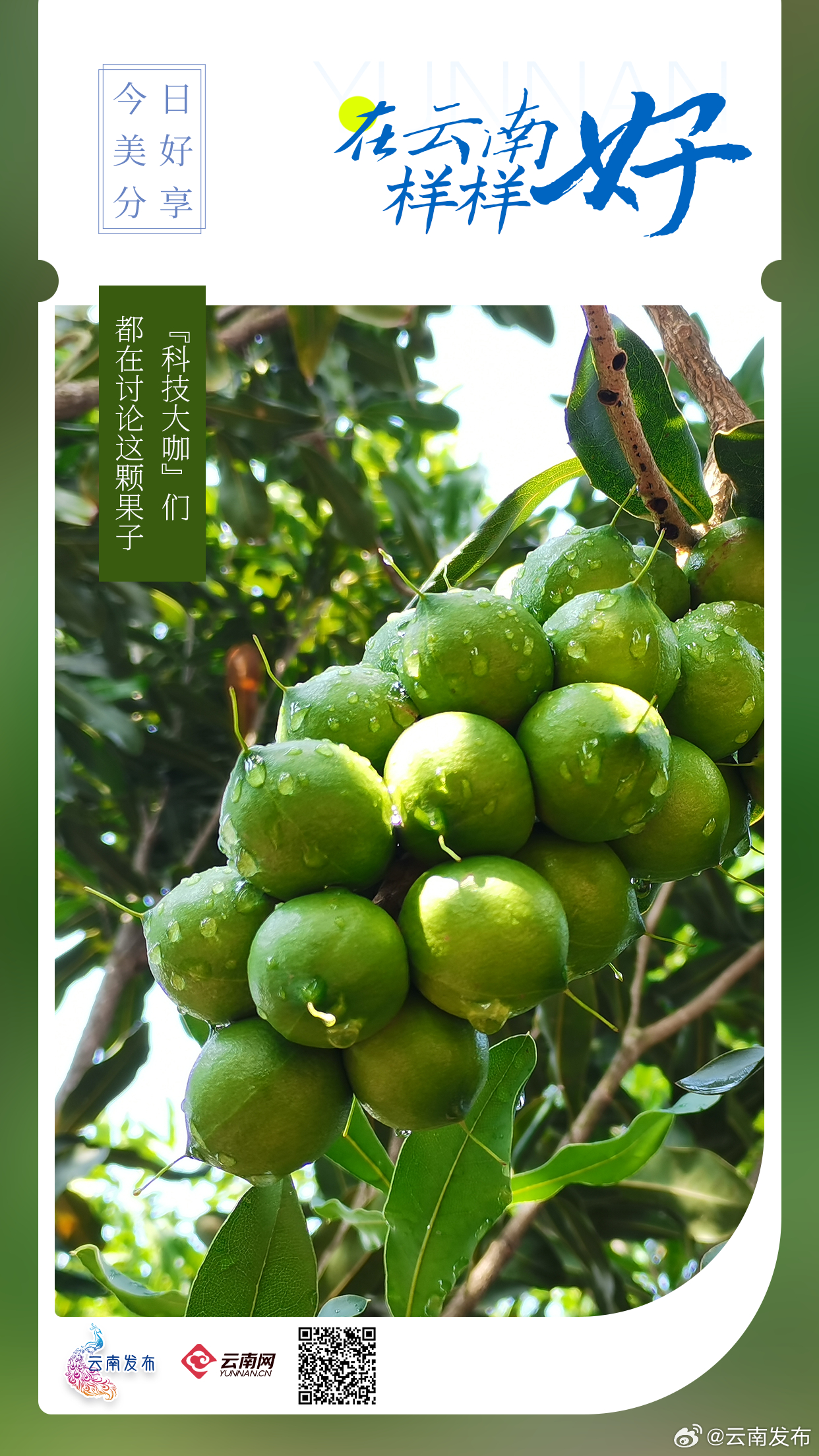 哇！“科技大咖”们都在讨论这颗果子