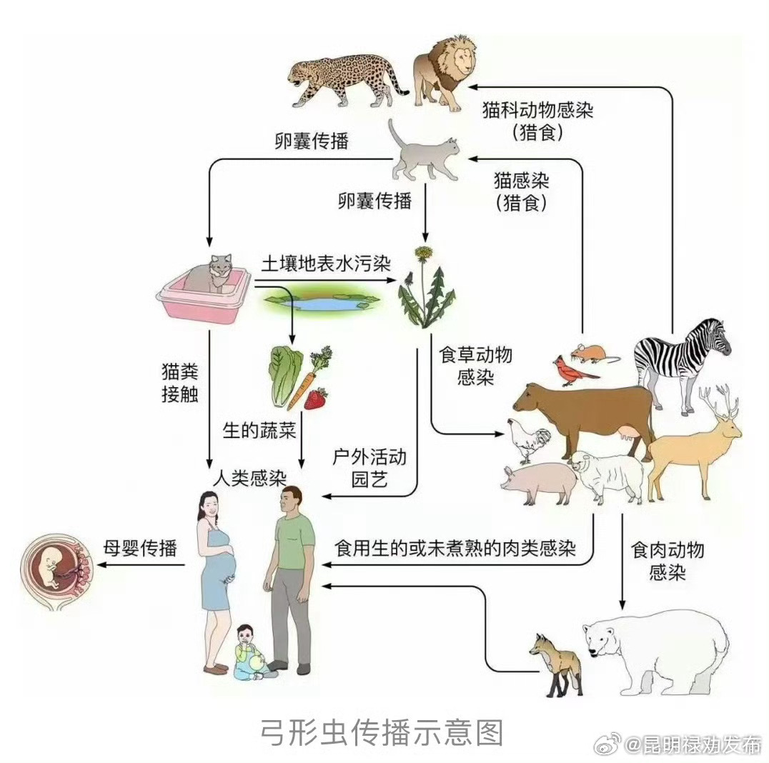 “铲屎官”必看！14岁少年懒人式养猫寄生虫入脑突发癫痫
