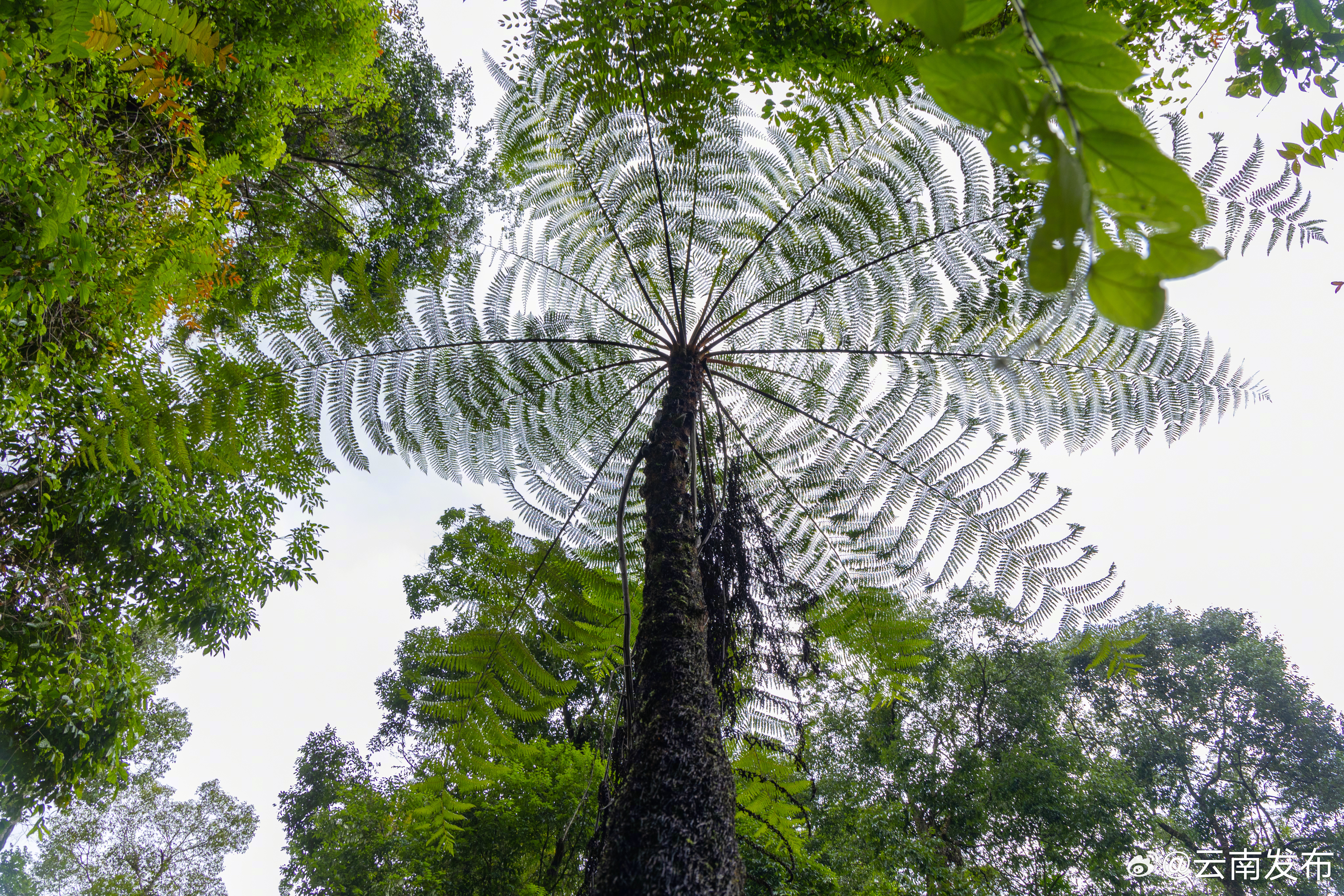 云南发布