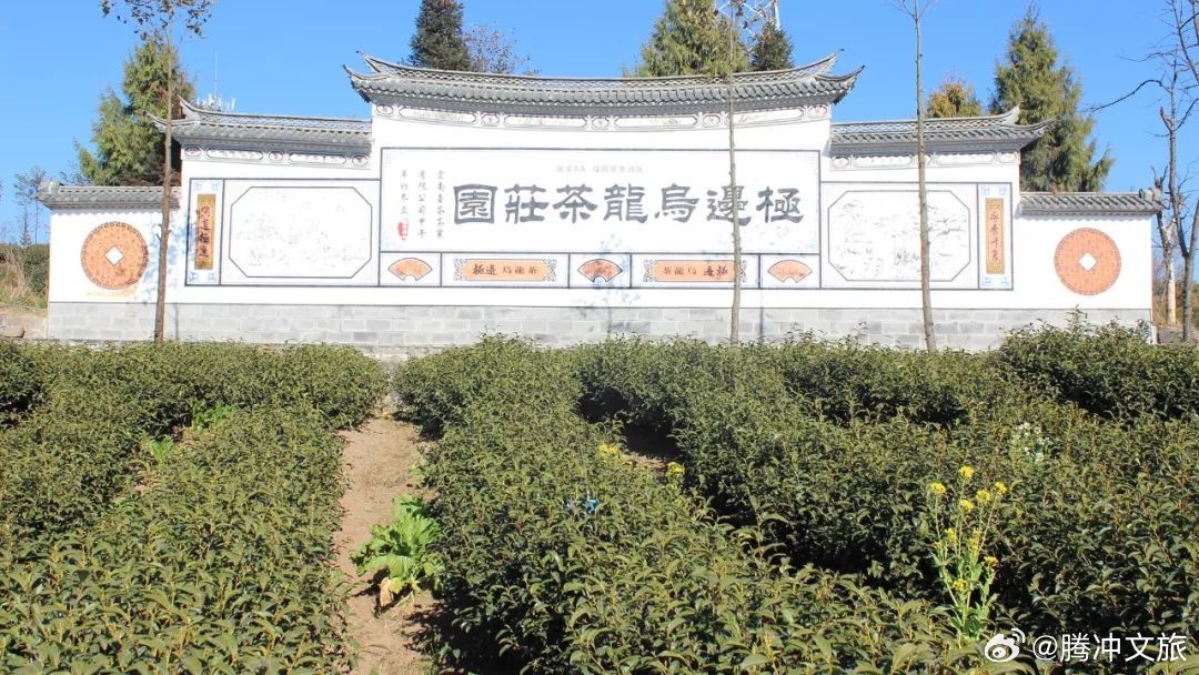 腾冲高山乌龙茶景区
