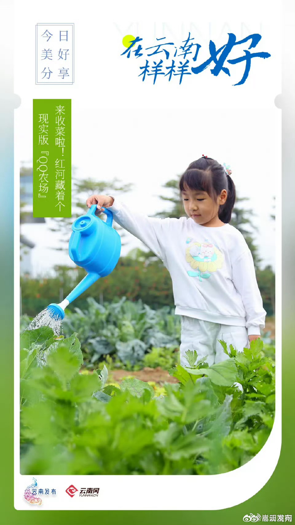 来收菜啦！红河藏着个现实版“QQ农场”