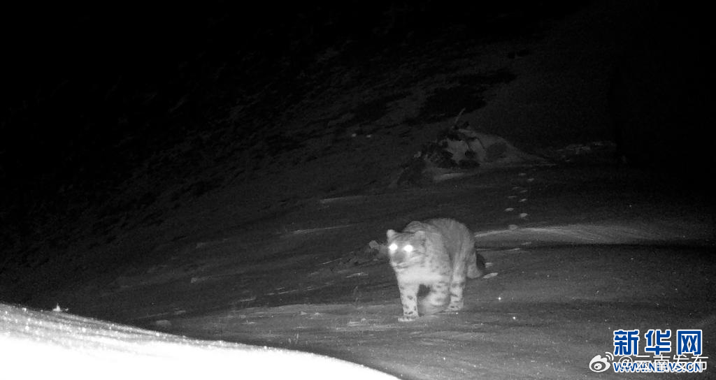 雪豹首次现身云南