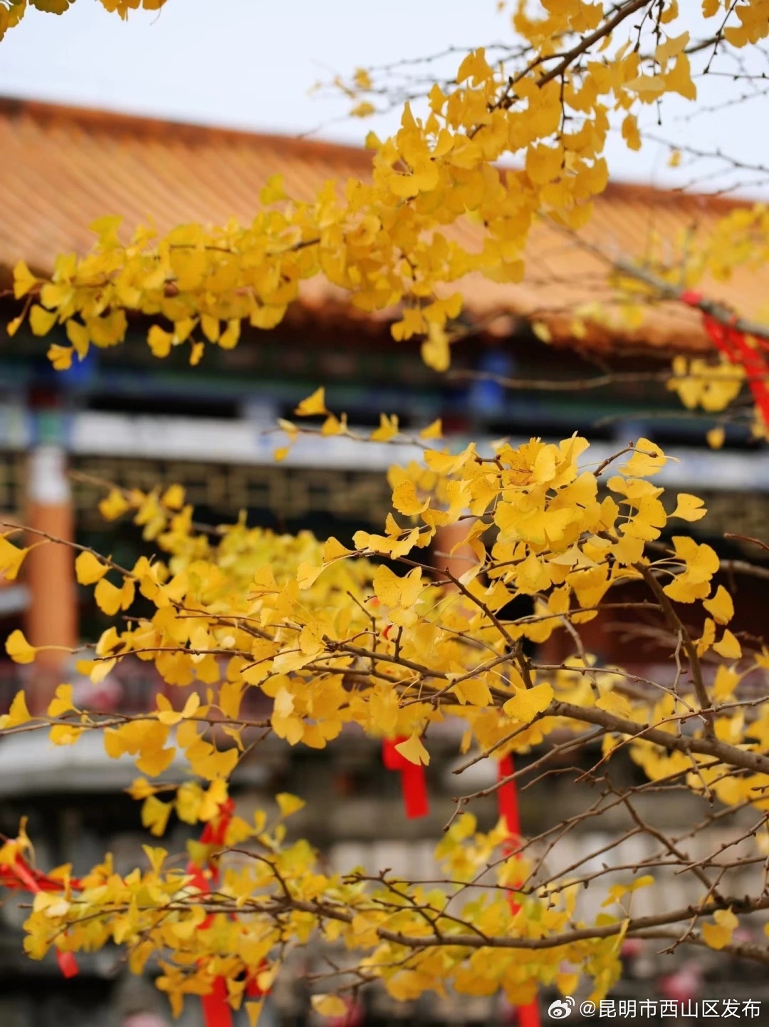 昆明市西山区发布