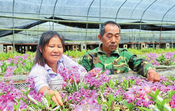 龙陵：“山间草木”链动业兴民富