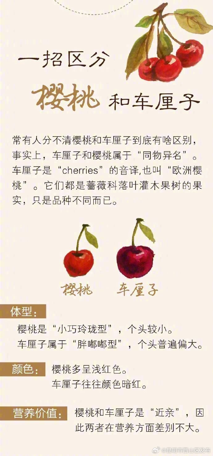 车厘子和樱桃到底什么关系