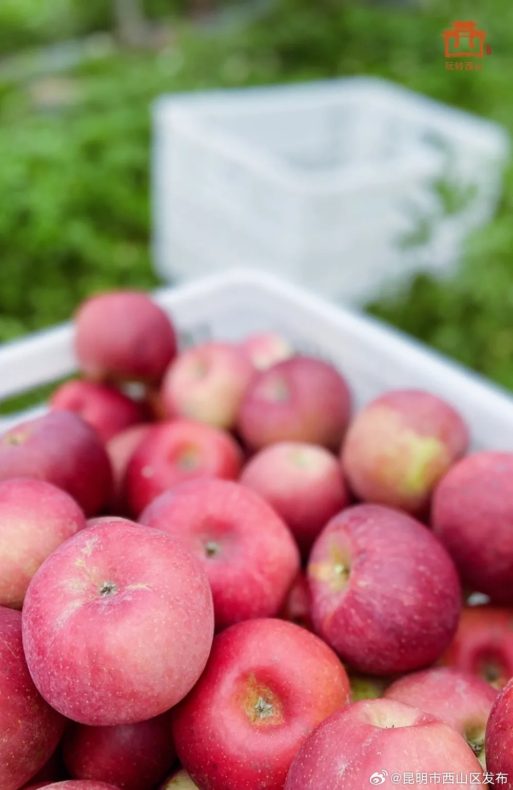 昆明市西山区发布