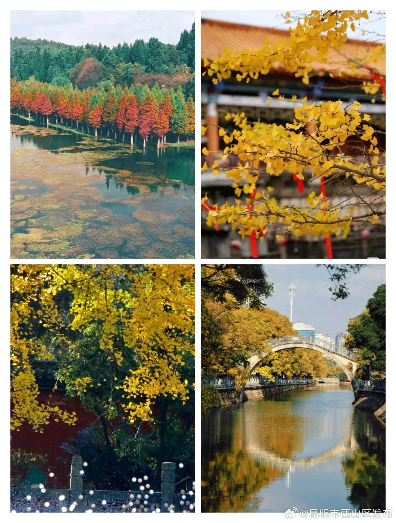 昆明市西山区发布