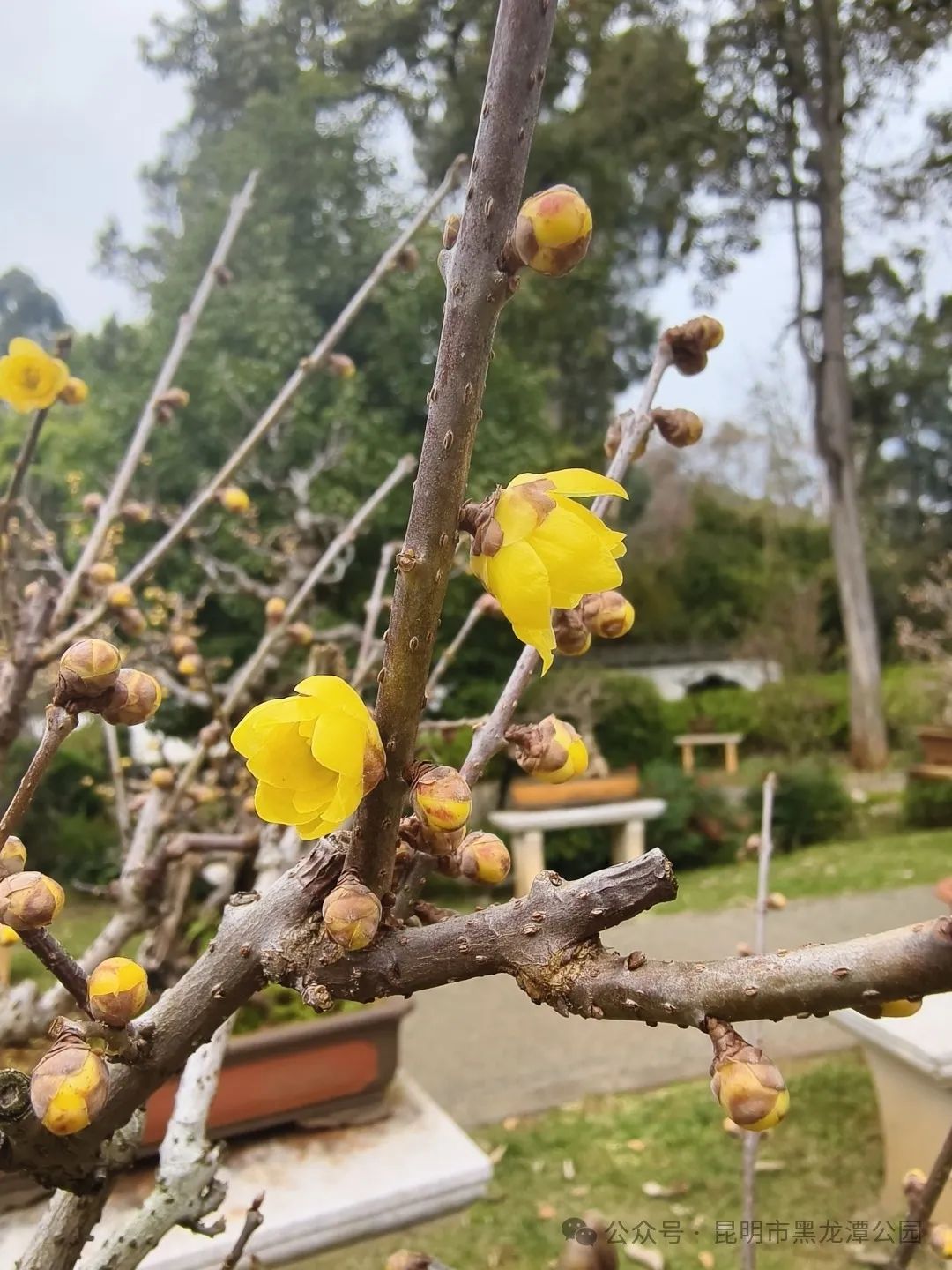 昆明市黑龙潭公园