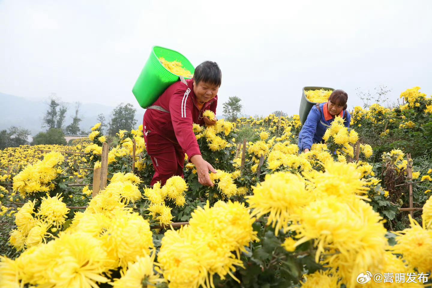昭通金丝皇菊丰收啦