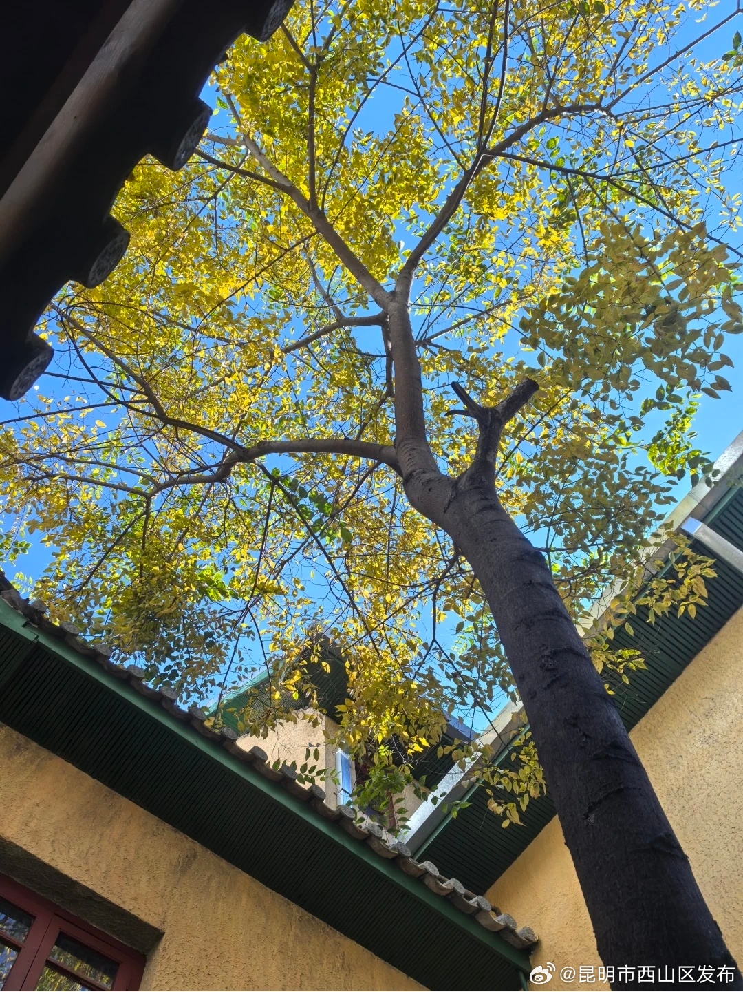 昆明市西山区发布