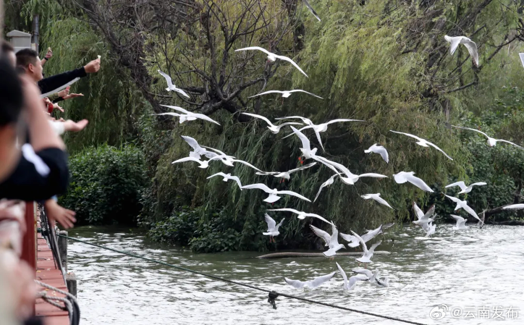 昆明海埂公园已开设3个鸥粮销售点