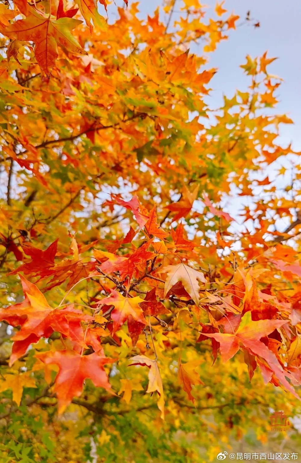 昆明市西山区发布