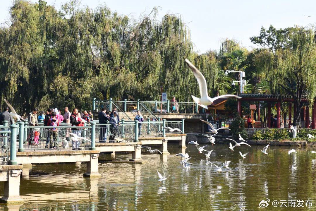 观鸥专线+1！昆明增开水上观鸥专线