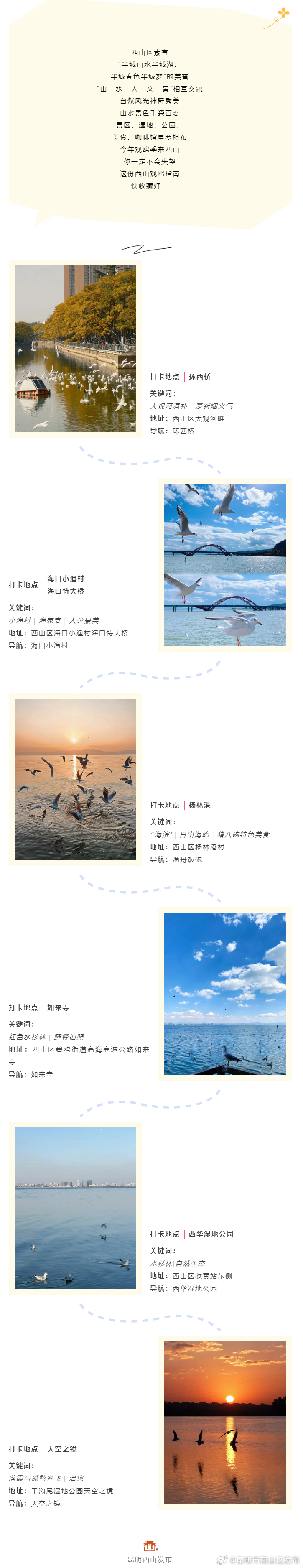 “鸥”遇西山｜绝佳观鸥点，海埂大坝，来我们一起“鸥”遇吧