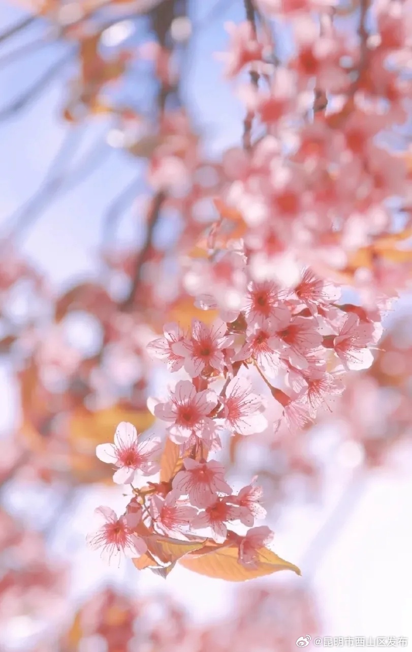 昆明市西山区发布