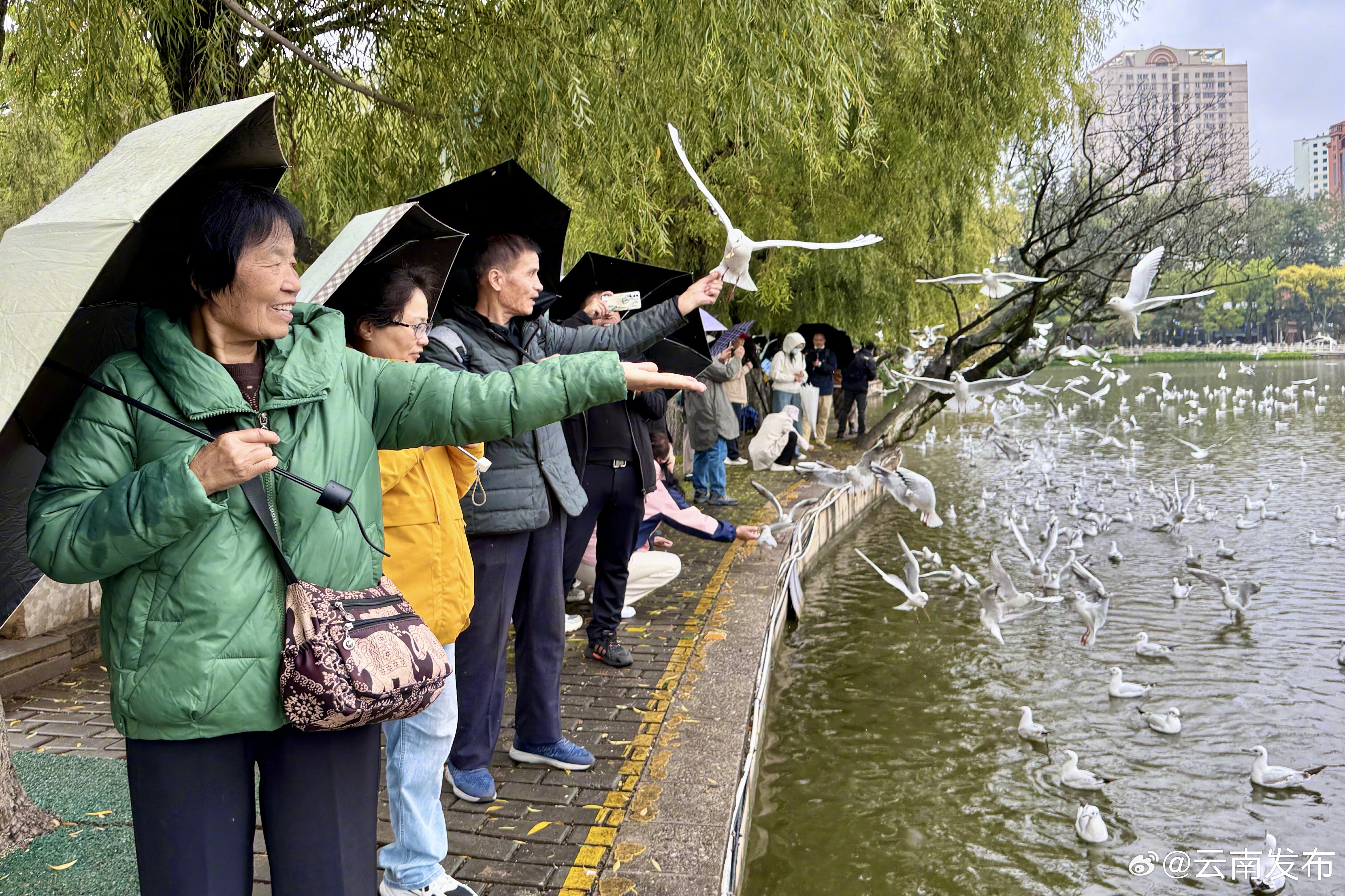 观鸥啦！超1000只红嘴鸥飞临昆明翠湖公园