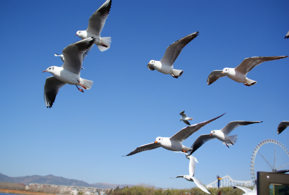 FM954汽车音乐广播