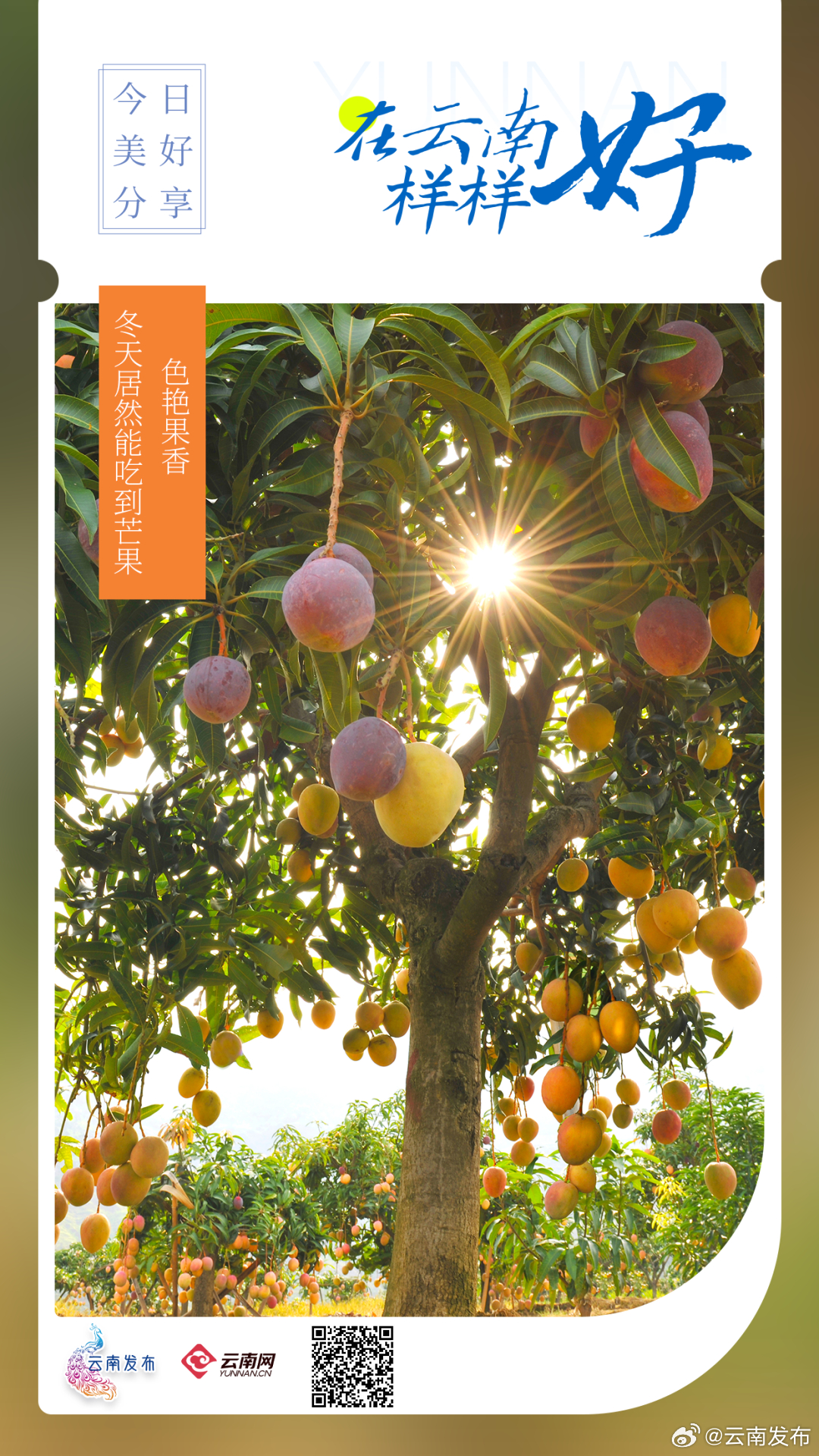在云南冬天也能吃到新鲜芒果！