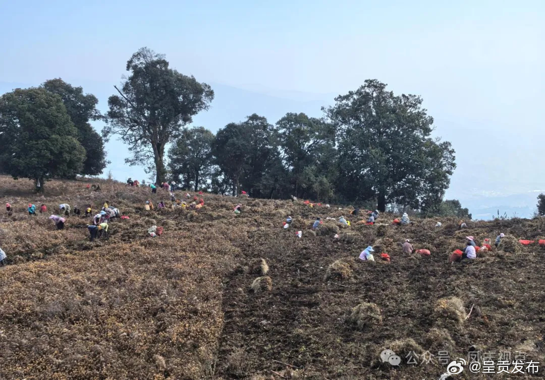 自然村长杨树彭：脱下戎装 我走在了家乡乡村振兴道路上