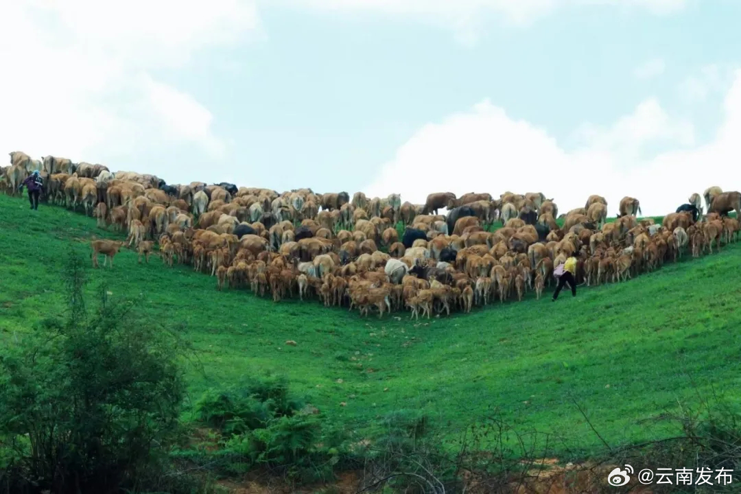 文山牛标准明年1月9日起正式实施