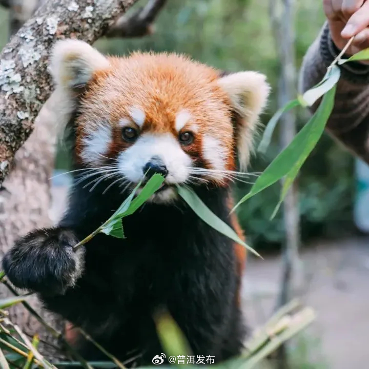 当普洱各景区都玩起了朋友圈……