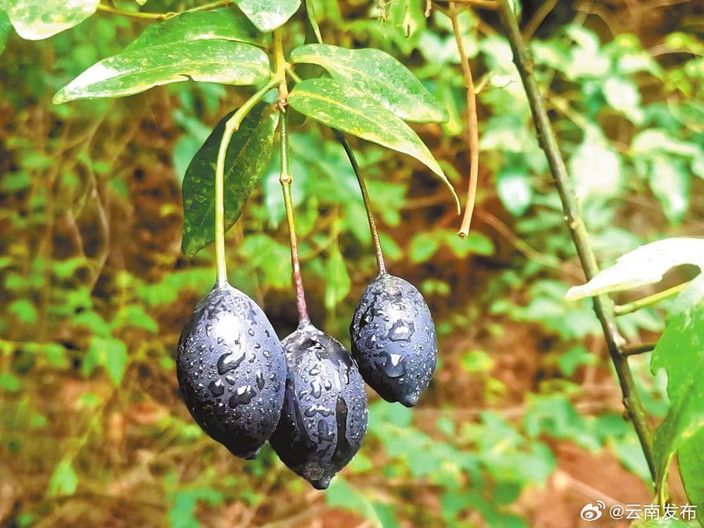 元江山柑种苗成功培育